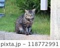 すまし顔のねこ 118772991