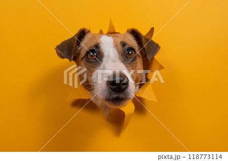 Funny dog jack russell terrier leans out of a hole in a paper orange background. Funny dog jack russell terrier leans out of a hole in a paper orange background. 118773114