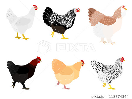 いろいろなニワトリ いろいろなニワトリ 118774344