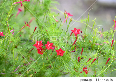 ルコウソウ 赤色 秋の花 秋素材 ルコウソウ 赤色 秋の花 秋素材 118775010