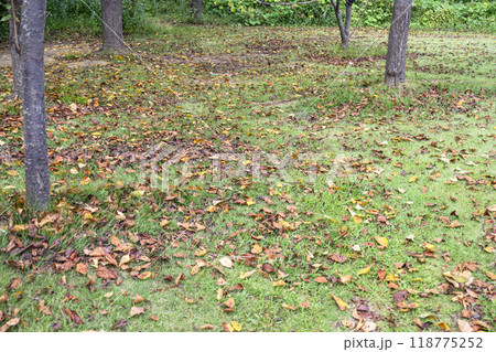落ち葉 芝生 広場 公園 初秋 秋素材 落ち葉 芝生 広場 公園 初秋 秋素材 118775252