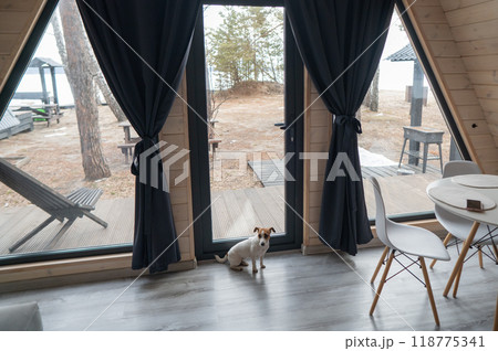 Jack Russell Terrier dog sits in a country house near the patio window.  118775341