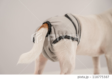 Dog wearing menstrual panties on a white background. Reusable diaper. 118775387