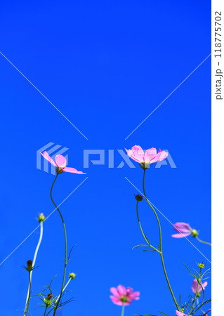 コスモス 118775702