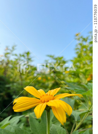 Wild Sunflower or Tithonia diversifolia yellow flowers on blue sky background in fields Wild Sunflower or Tithonia diversifolia yellow flowers on blue sky background in fields 118776039