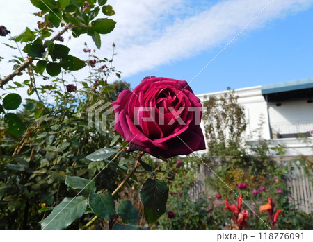 赤いバラ ノワール 赤いバラ ノワール 118776091