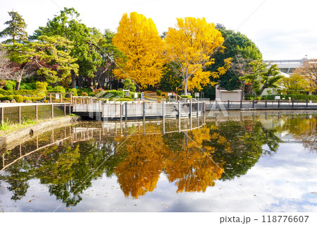 秋の大宮公園 白鳥池の紅葉(埼玉県さいたま市) 秋の大宮公園 白鳥池の紅葉(埼玉県さいたま市) 118776607