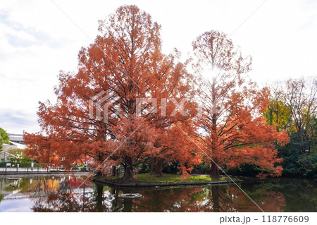 秋の大宮公園 白鳥池の紅葉(埼玉県さいたま市) 秋の大宮公園 白鳥池の紅葉(埼玉県さいたま市) 118776609
