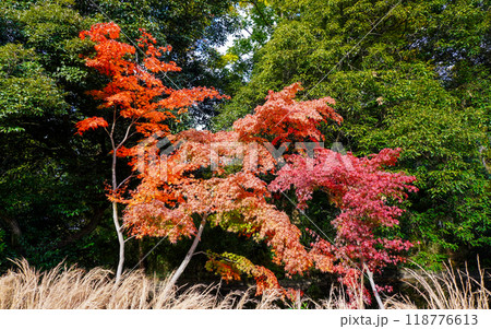 秋の大宮公園 白鳥池の紅葉(埼玉県さいたま市) 秋の大宮公園 白鳥池の紅葉(埼玉県さいたま市) 118776613