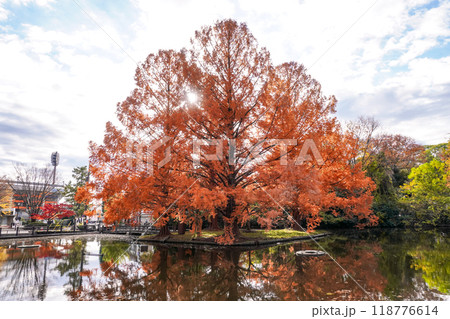秋の大宮公園 白鳥池の紅葉（埼玉県さいたま市） 118776614
