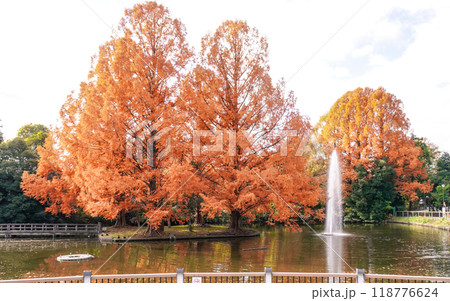 秋の大宮公園 白鳥池の紅葉（埼玉県さいたま市） 118776624