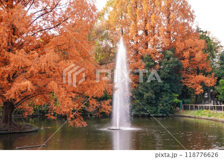 秋の大宮公園 白鳥池の紅葉(埼玉県さいたま市) 秋の大宮公園 白鳥池の紅葉(埼玉県さいたま市) 118776626