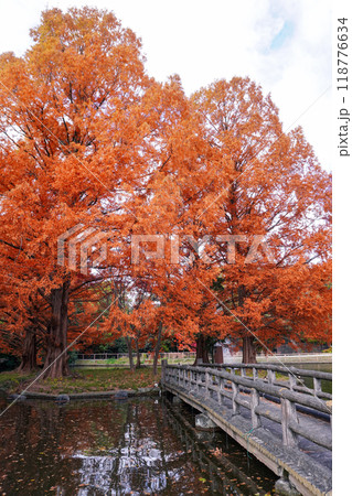 秋の大宮公園 白鳥池の紅葉（埼玉県さいたま市） 118776634
