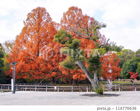 秋の大宮公園 白鳥池の紅葉(埼玉県さいたま市) 秋の大宮公園 白鳥池の紅葉(埼玉県さいたま市) 118776636