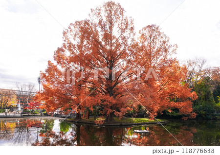秋の大宮公園 白鳥池の紅葉(埼玉県さいたま市) 秋の大宮公園 白鳥池の紅葉(埼玉県さいたま市) 118776638