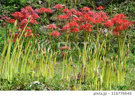 彼岸花の咲く風景 118776648