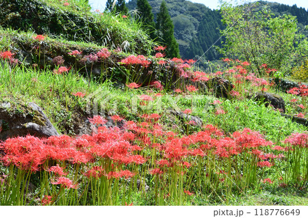 彼岸花の咲く風景 118776649