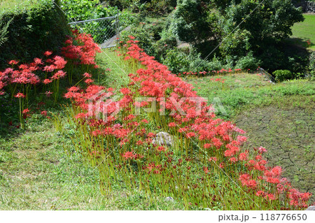 彼岸花の咲く風景 118776650