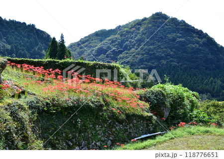 彼岸花の咲く風景 彼岸花の咲く風景 118776651