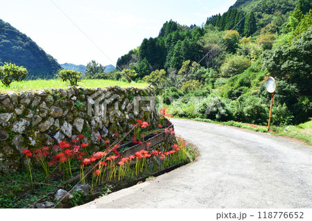 彼岸花の咲く風景 118776652