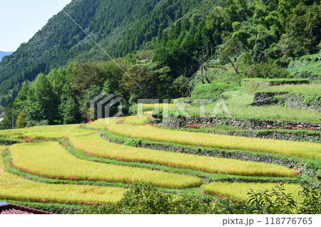 彼岸花の咲く風景 彼岸花の咲く風景 118776765