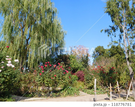 庭園 バラと柳 庭園 バラと柳 118776781