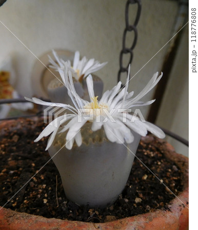 リトープスの花 リトープスの花 118776808