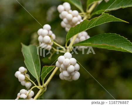 シロミノコムラサキの実 118776887