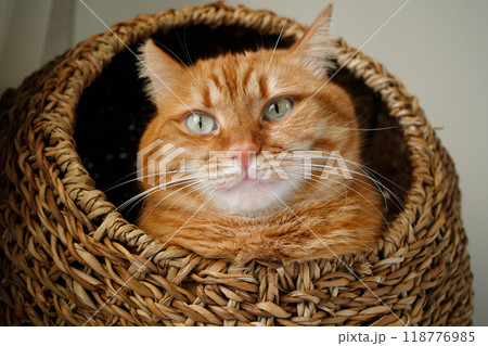 Cute ginger cat with green eyes sitting in the cat house and looking at camera close up portrait 118776985