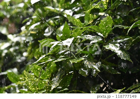フイリアオキ:水滴付き(雨天撮影/質感重視) フイリアオキ:水滴付き(雨天撮影/質感重視) 118777149