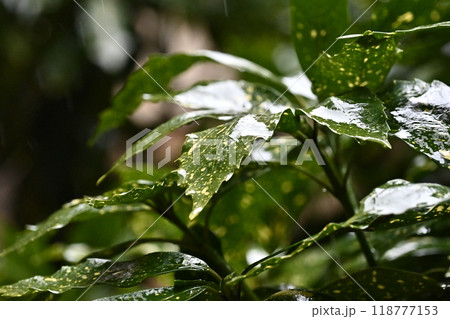 フイリアオキ:水滴付き(雨天撮影/質感重視) フイリアオキ:水滴付き(雨天撮影/質感重視) 118777153