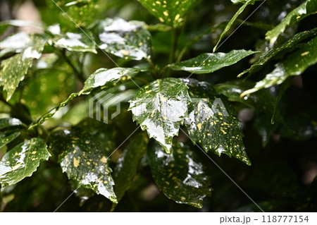 フイリアオキ:水滴付き(雨天撮影/質感重視) フイリアオキ:水滴付き(雨天撮影/質感重視) 118777154