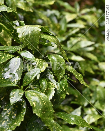 フイリアオキ:水滴付き(雨天撮影/質感重視) フイリアオキ:水滴付き(雨天撮影/質感重視) 118777162