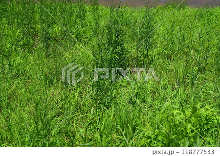 空き地 荒地 雑草 土地 vacant lot 空き地 荒地 雑草 土地 vacant lot 118777533