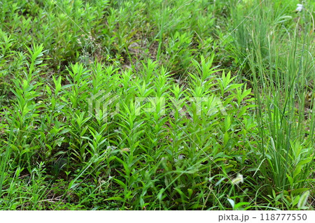 空き地　荒地　雑草　土地　vacant lot 118777550
