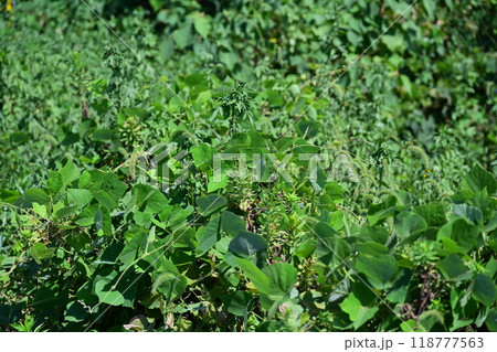 空き地 荒地 雑草 土地 vacant lot 空き地 荒地 雑草 土地 vacant lot 118777563