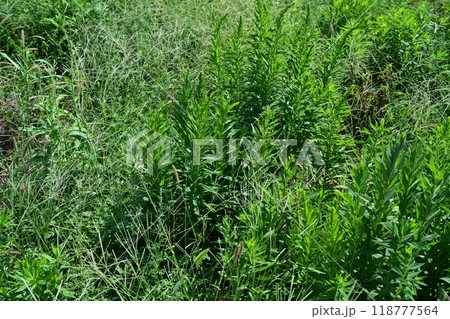空き地　荒地　雑草　土地　vacant lot 118777564