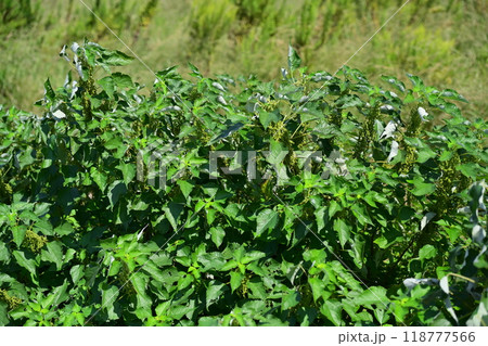 空き地　荒地　雑草　土地　vacant lot 118777566