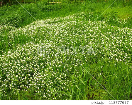 春の21世紀の森と広場のクレソンの花咲く風景 春の21世紀の森と広場のクレソンの花咲く風景 118777657