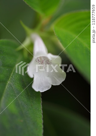 ゲスネリアの花 ゲスネリアの花 118777659