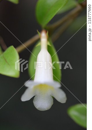 コドナンテ・グラキリスの花 118777660