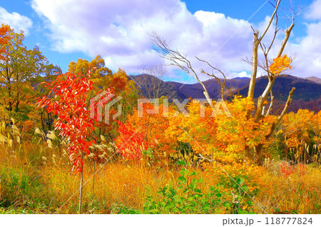 爽やかな青空と鮮やかな紅葉 爽やかな青空と鮮やかな紅葉 118777824