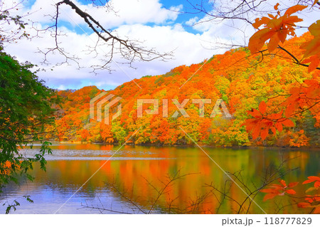 鮮やかな紅葉の長老湖 鮮やかな紅葉の長老湖 118777829