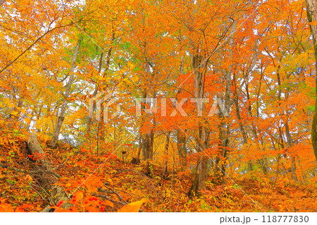 鮮やかな紅葉の雑木林 118777830