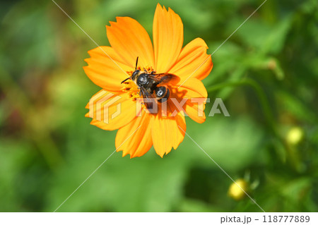 キバナコスモスから吸蜜する蜂 118777889