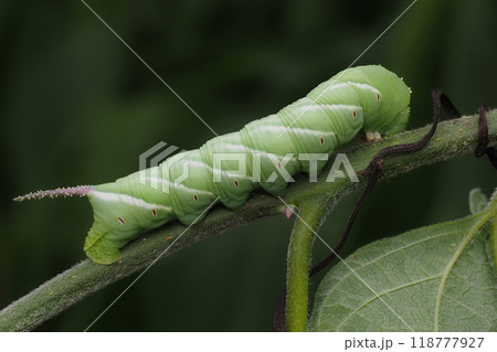 シモフリスズメの幼虫 118777927
