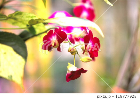 ラン ラン 118777928