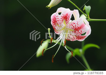 カノコユリの花 118778103