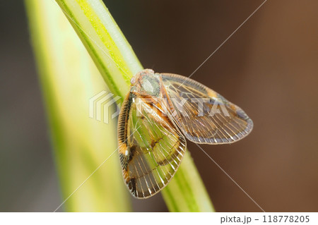 スケバハゴロモ スケバハゴロモ 118778205