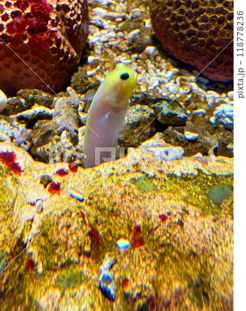 ひょっこりと顔を出す魚 ひょっこりと顔を出す魚 118778236